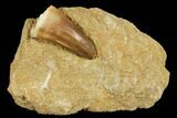 Mosasaur (Prognathodon) Tooth On Rock - Morocco #179267-1